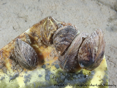 Zebra Mussel, photo 2 of 9