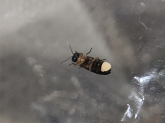 Luciola curtithorax