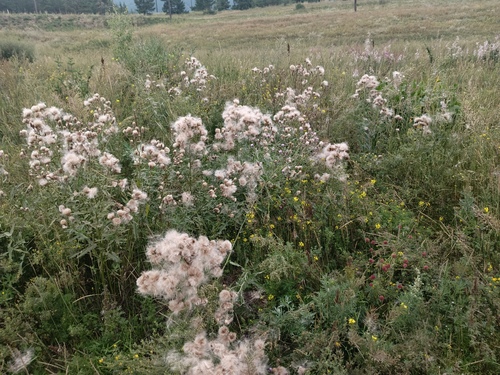 creeping thistle