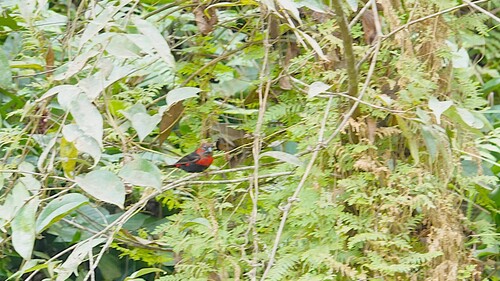 Western Bluebill