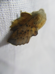 Phyllodesma tremulifolia