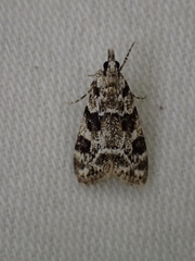 Eudonia delunella