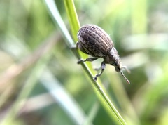 Philopedon plagiatum