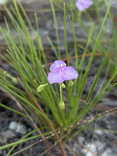Callisia graminea, photograph 1