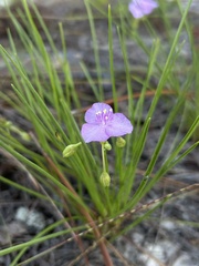 Callisia graminea, photograph Justin Donahue, CC BY, iNaturalist via GBIF