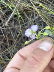 Callisia graminea, photograph Justin Donahue, CC BY, iNaturalist via GBIF