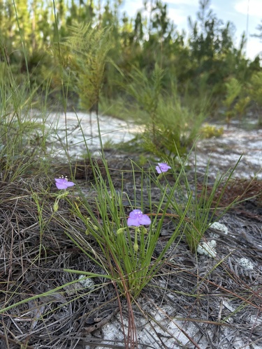 Callisia graminea, photograph 3