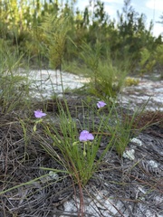 Callisia graminea, photograph Justin Donahue, CC BY, iNaturalist via GBIF