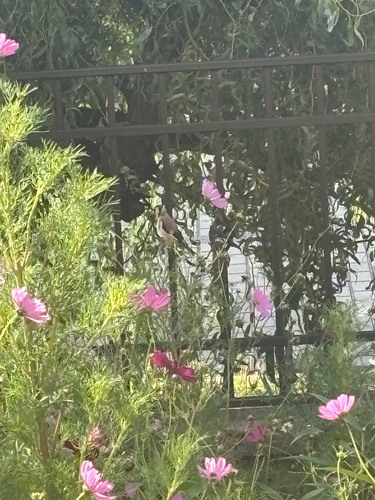 European Goldfinch