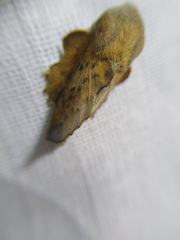 Phyllodesma tremulifolia