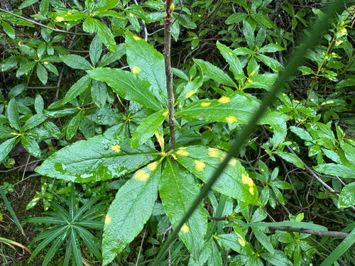 Exobasidium burtii, 2026-08-18
