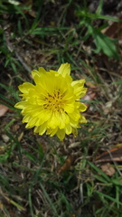 Pyrrhopappus pauciflorus