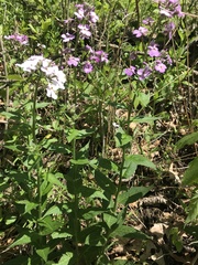 Hesperis matronalis