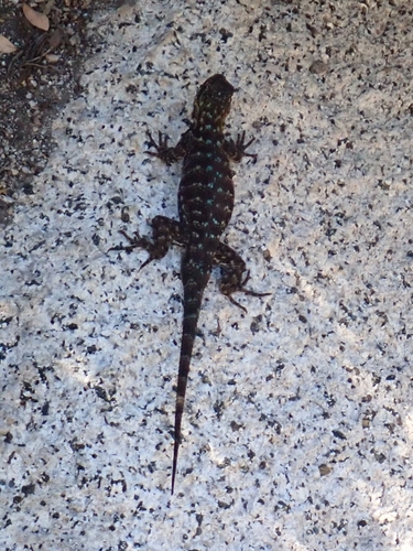 iNaturalist observation photo of Western Fence Lizard