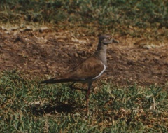Vanellus melanopterus