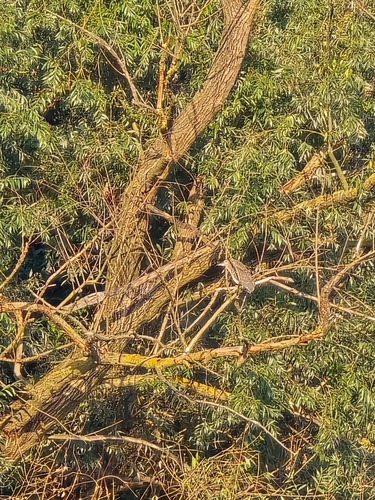 Black-crowned Night Heron