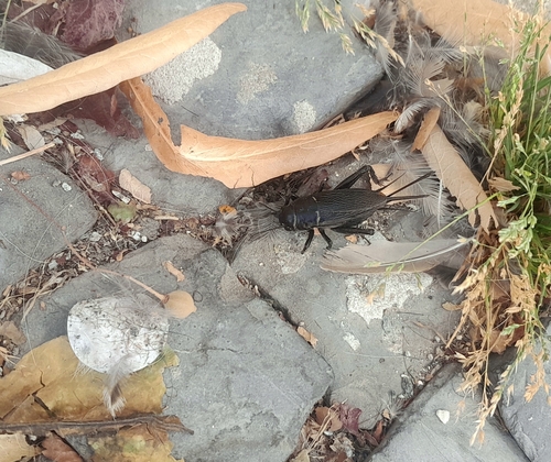 Southern Field Cricket