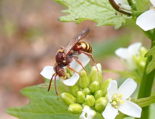 Nomada pseudops