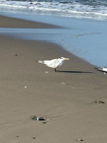 iNaturalist observation photo of Royal Tern