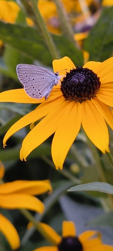 Small Blue