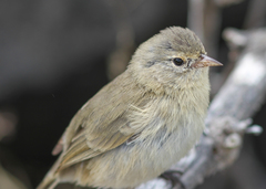 Certhidea fusca