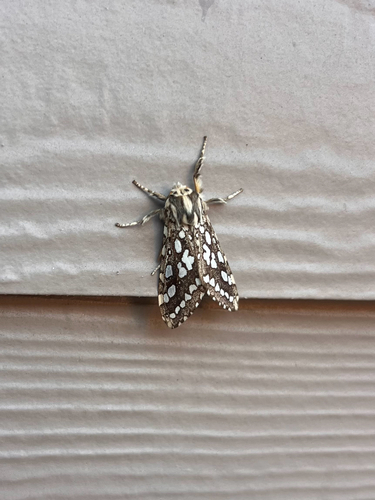 iNaturalist observation photo of Silver-spotted Tiger Moth