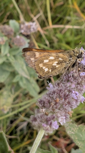 Common Branded Skipper