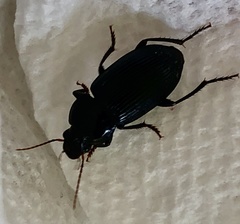 Aztecarpalus schaefferi