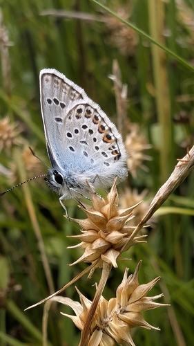 Silver-studded Blue