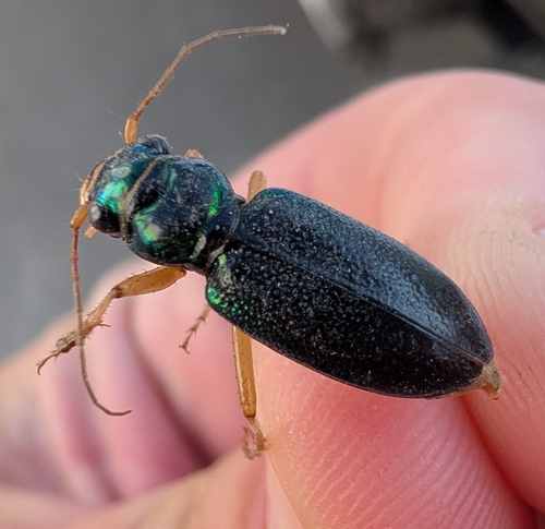 Virginia Metallic Tiger Beetle