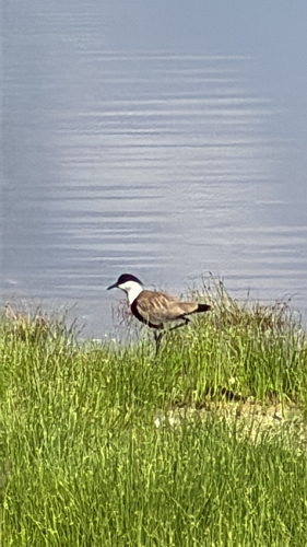 Spur-winged Lapwing
