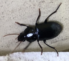 Aztecarpalus schaefferi