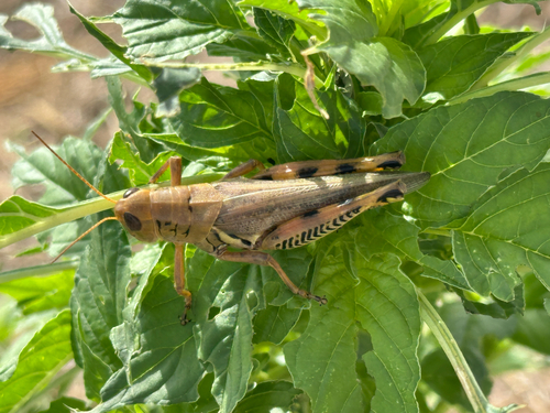 Differential Grasshopper