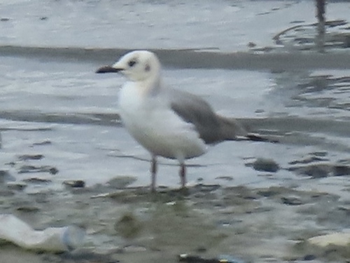 Gray-hooded Gull