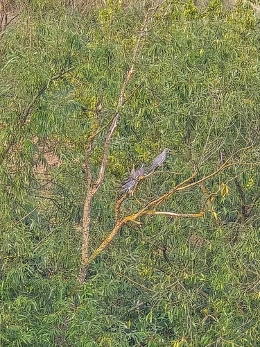 Common Wood-Pigeon