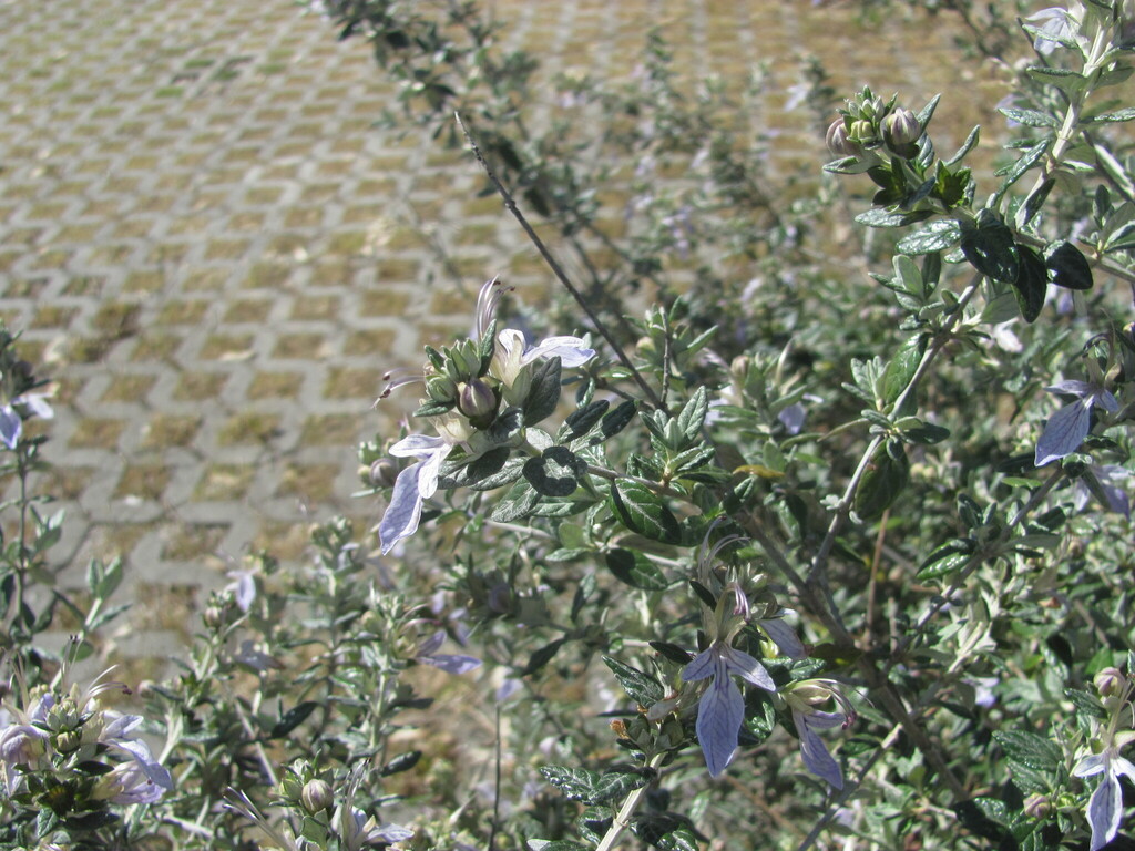 Teucrium fruticans, Entroncamento, à entrada do Parque Verde do Bonito, Portugal