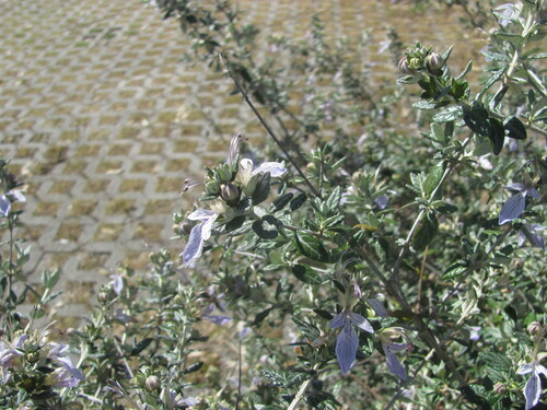 Teucrium fruticans