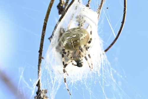 Four-spot Orbweaver