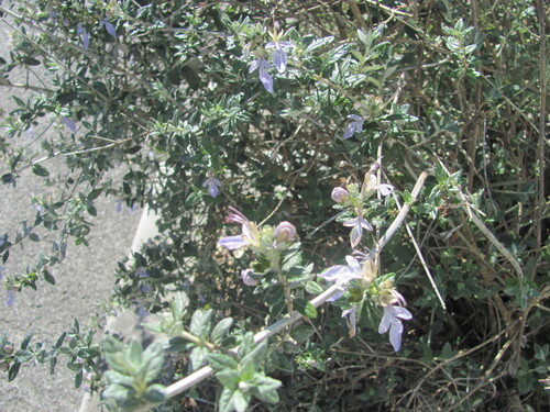 Teucrium fruticans