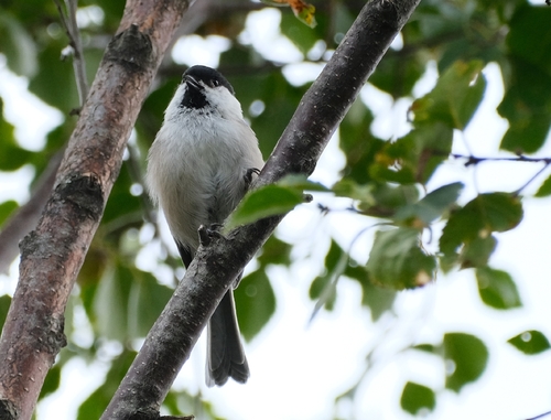 Willow Tit