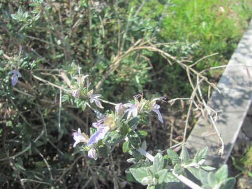 Teucrium fruticans