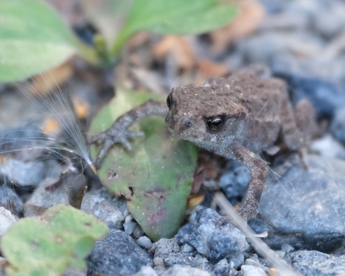 European Toad
