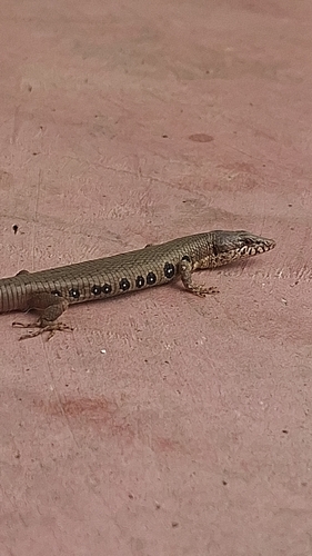 Rhombifer Anadia, Anadia rhombifera