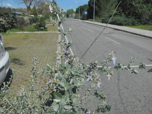 Teucrium fruticans