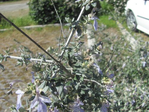 Teucrium fruticans