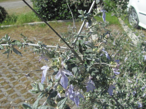 Teucrium fruticans