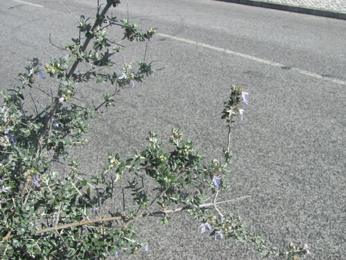 Teucrium fruticans