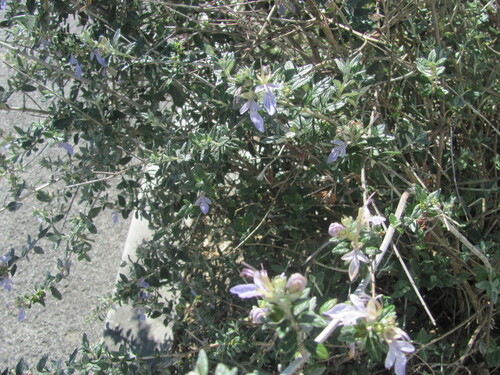 Teucrium fruticans