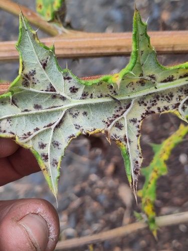Puccinia echinopsis observed 2026-08-19
