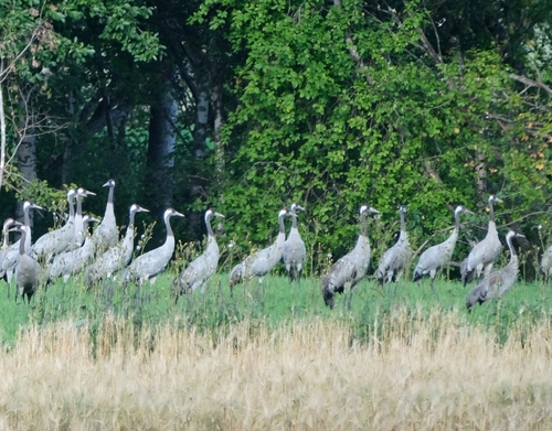 Common Crane